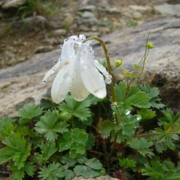 シロバナミヤマオダマキ