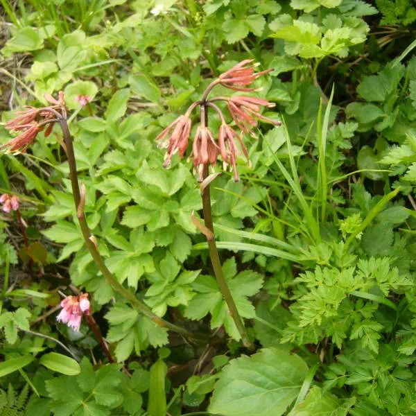 ショウジョウバカマ