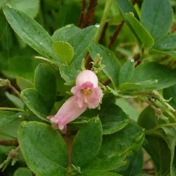 ウラジロヨウラク