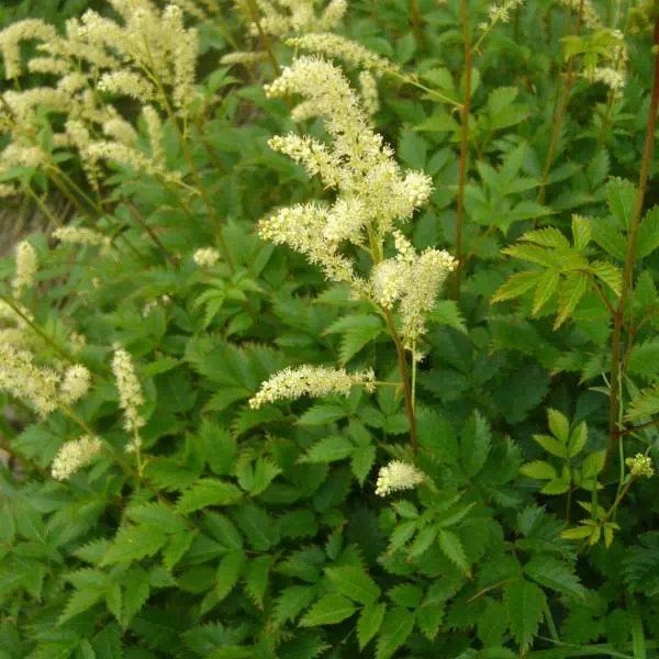 ヤマブキショウマ