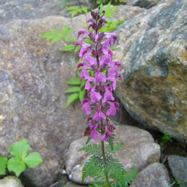 ヨツバシオガマ