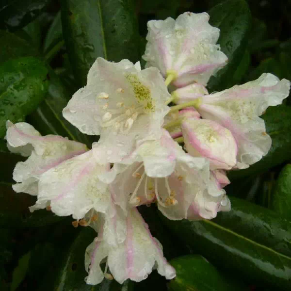 ハクサンシャクナゲ