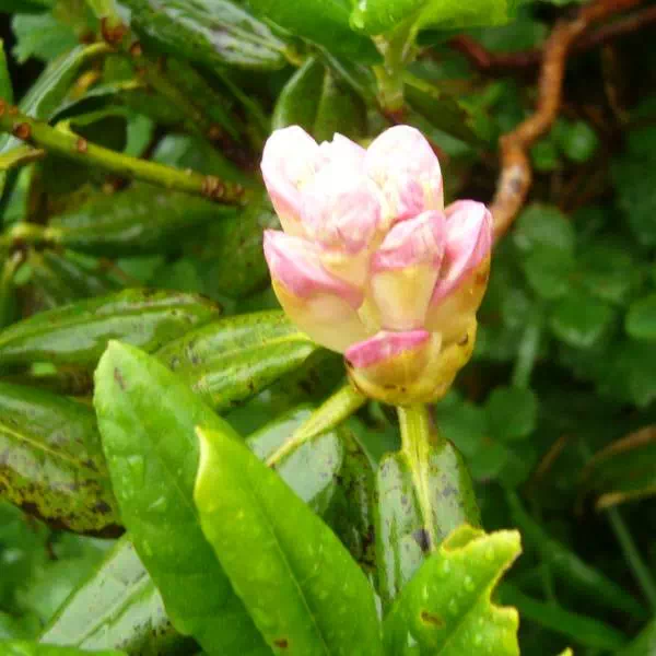 ハクサンシャクナゲ蕾