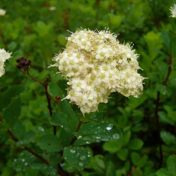 マルバシモツケ