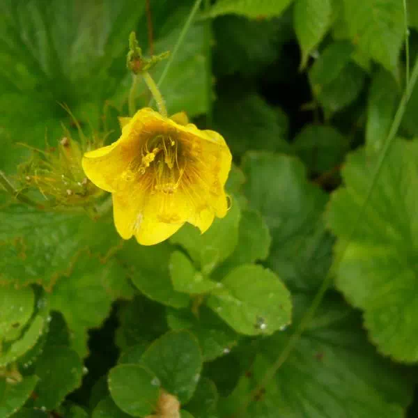 ミヤマダイコンソウ