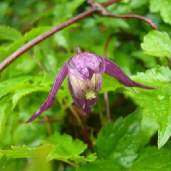 ミヤマハンショウヅル