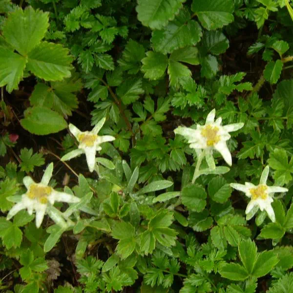 ミヤマウスユキソウ