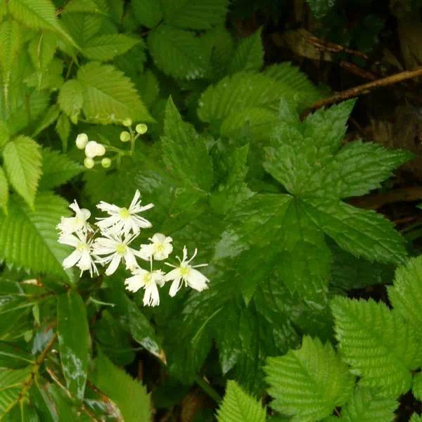 モミジカラマツ