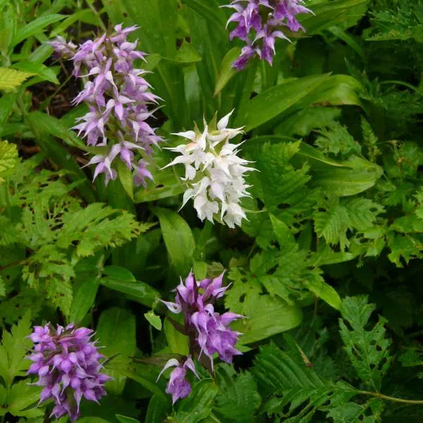 シロバナハクサンチドリ