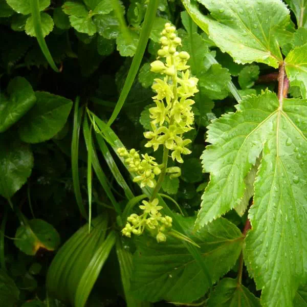 タカネアオヤギソウ