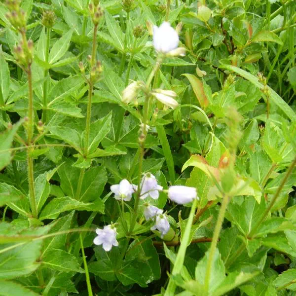 ツリガネニンジン