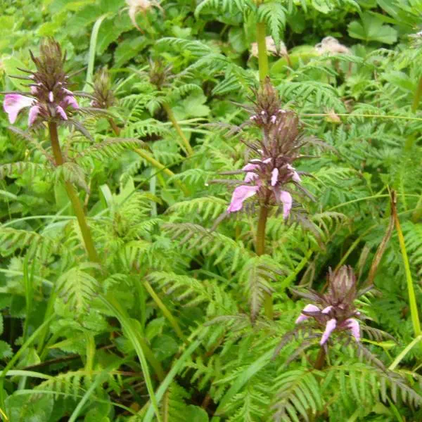 ヨツバシオガマ