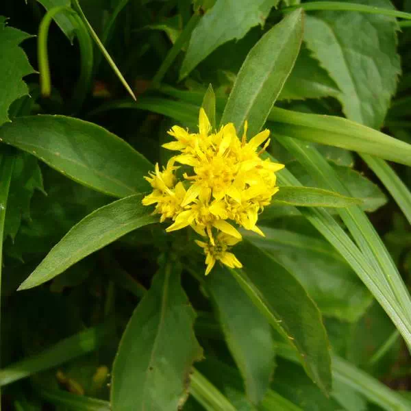 アキノキリンソウ