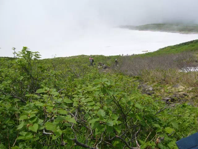 あざみ坂から雪渓を見る あざみ坂から雪渓を見る