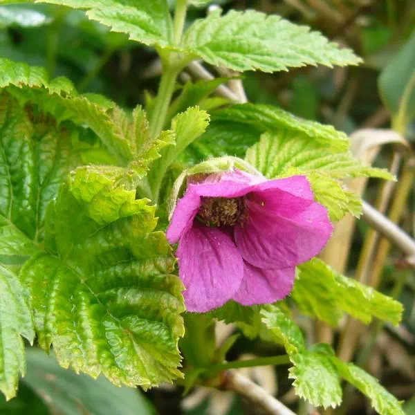 ベニバナイチゴ