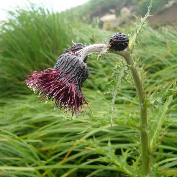 チョウカイアザミ