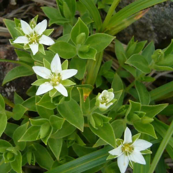 チョウカイフスマ