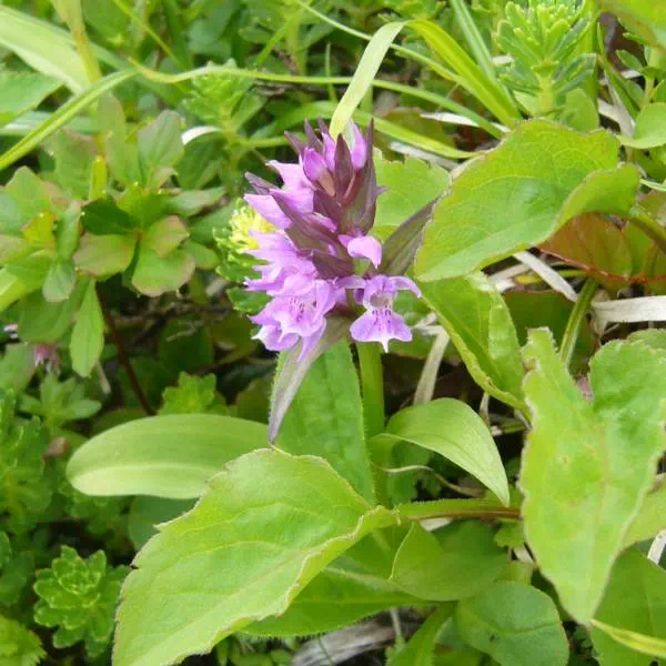 ハクサンチドリ