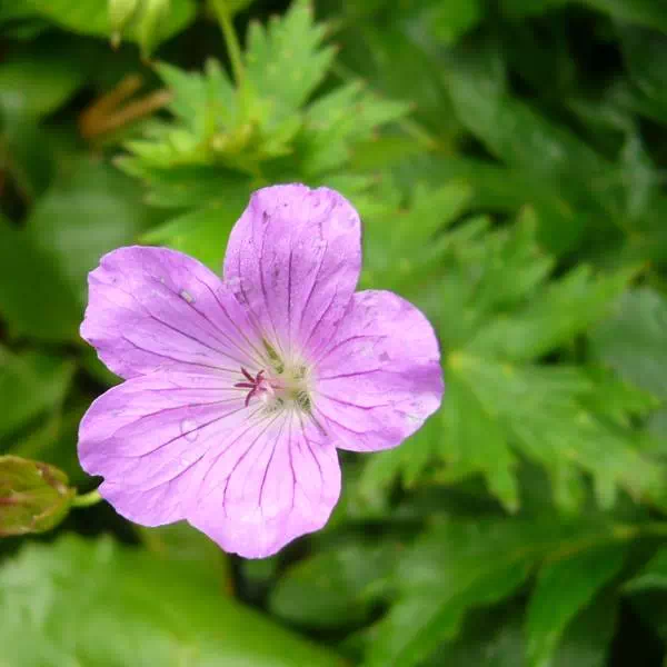 ハクサンフウロ