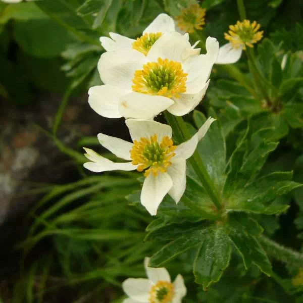 ハクサンイチゲ