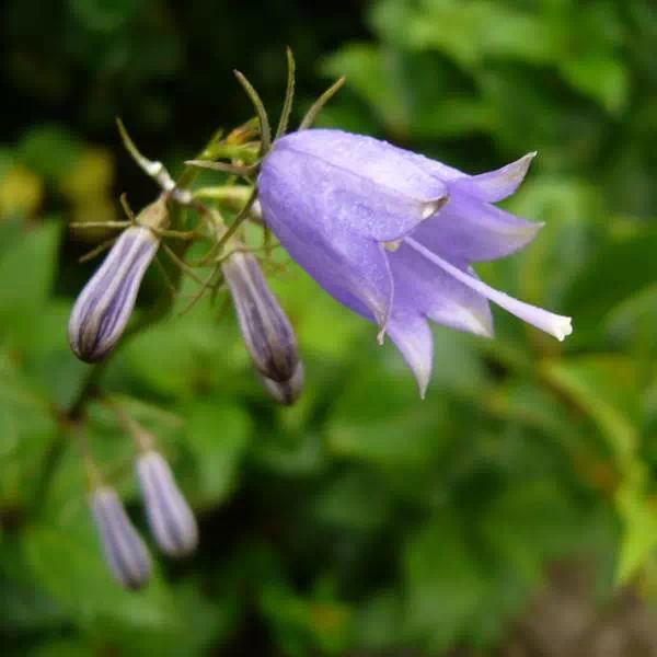 ハクサンシャジン