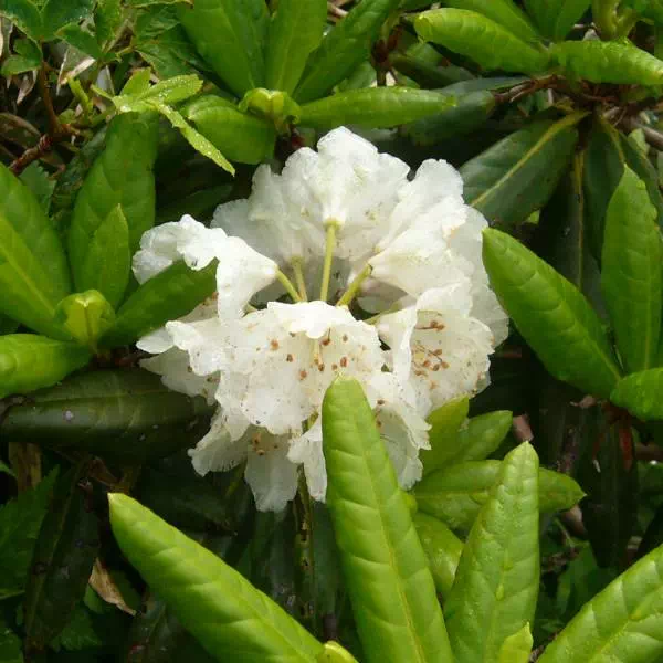 ハクサンシャクナゲ