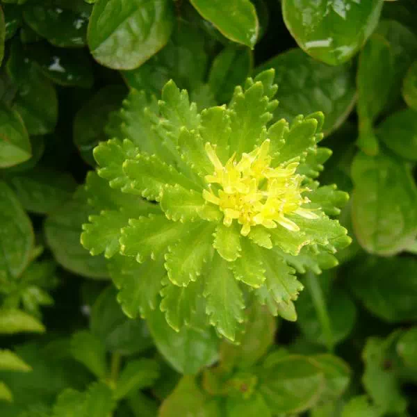 ホソバイワベンケイ