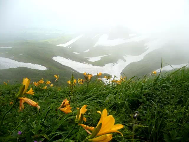 キスゲと雪渓 キスゲと雪渓