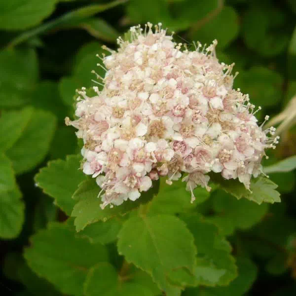 マルバシモツケ