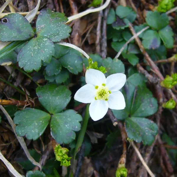 ミツバノバイカオウレン