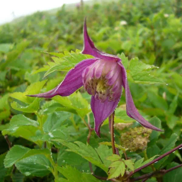 ミヤマハンショウヅル