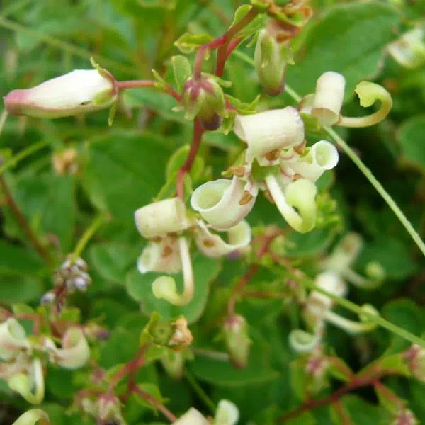 ミヤマホツツジ