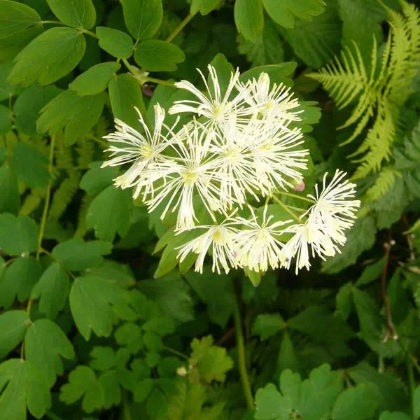 ミヤマカラマツ