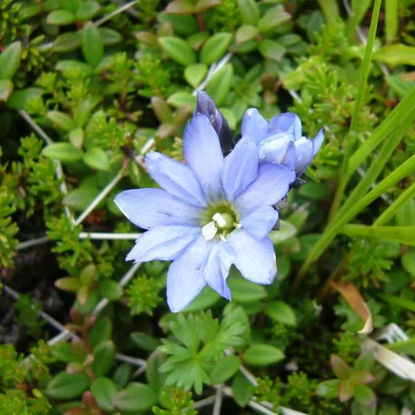 ミヤマリンドウ