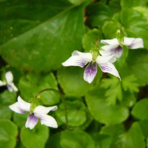 ミヤマツボスミレ