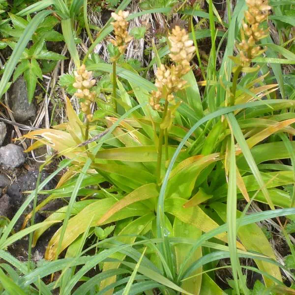 ネバリノギラン