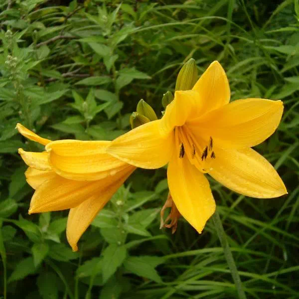 ニッコウキスゲ