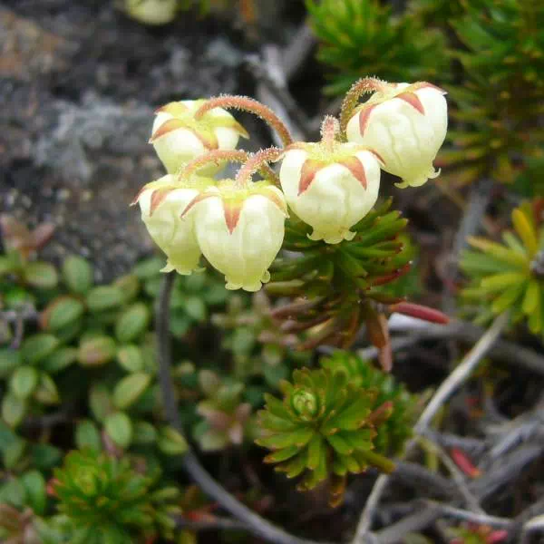 オオツガザクラ