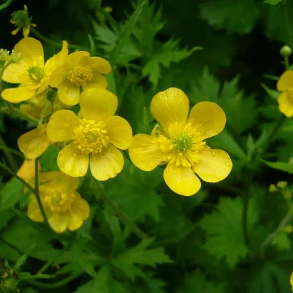 シナノキンバイ