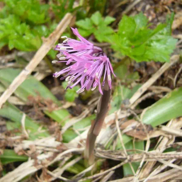 ショウジョウバカマ