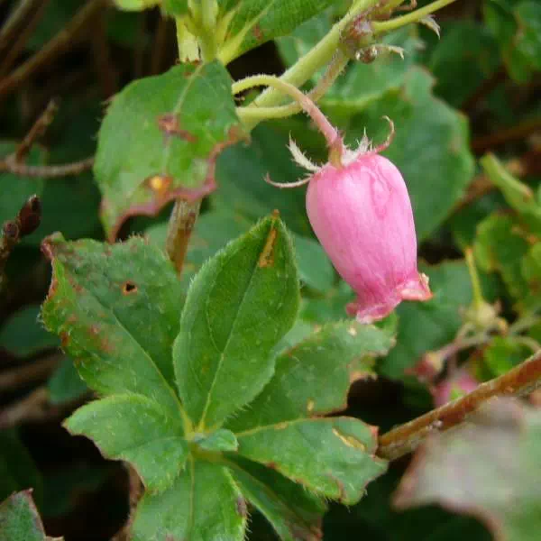 ウラジロヨウラク