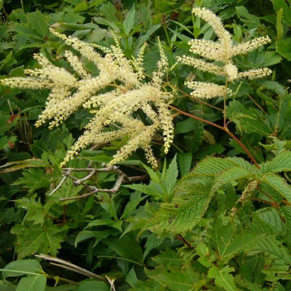 ヤマブキショウマ