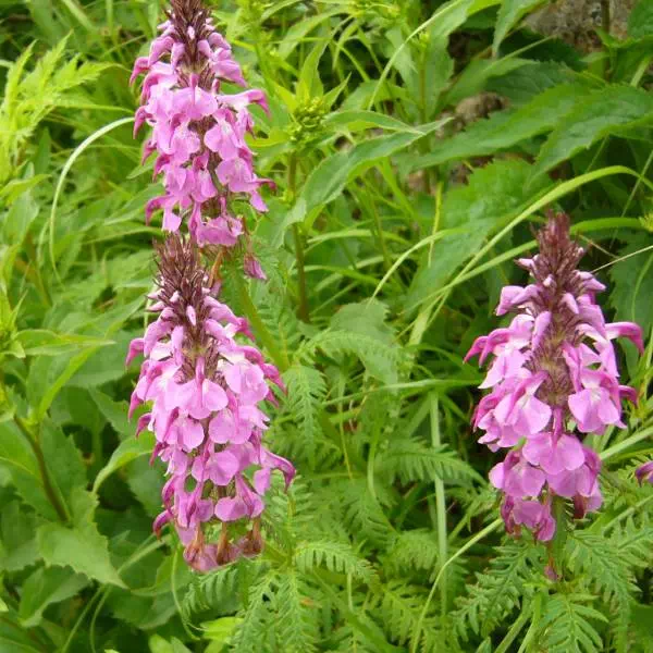 ヨツバシオガマ