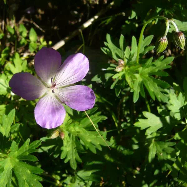 ハクサンフウロ