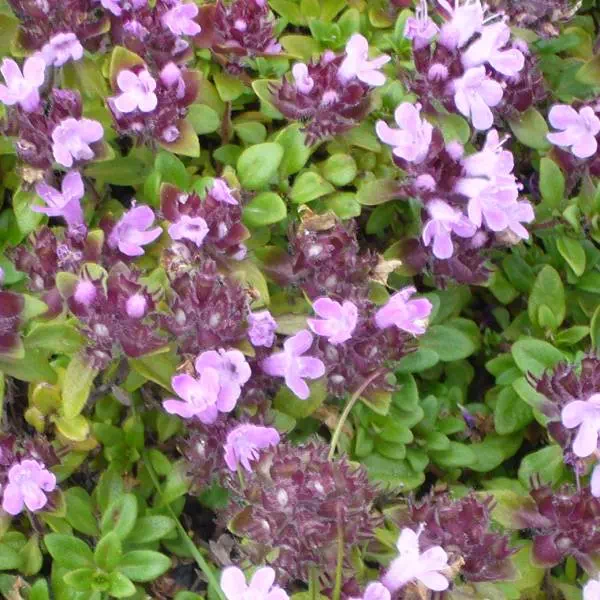 イブキジャコウソウ