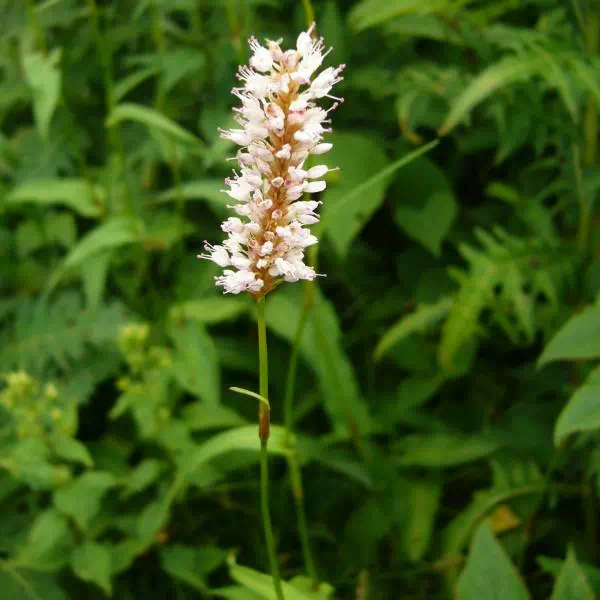 イブキトラノオ