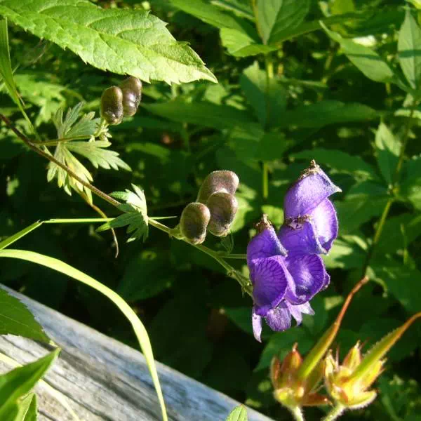 キタダケトリカブト