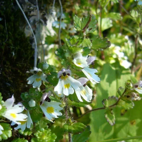 コバノコゴメグサ