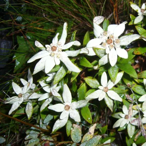 ミネウスユキソウ