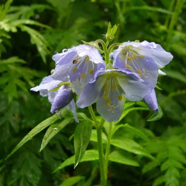 ミヤマハナシノブ